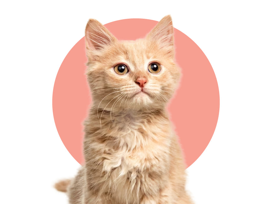 a ginger cat against peach-pink circular background