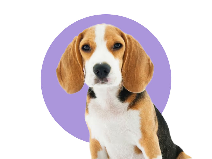 a beagle against a circular purple background